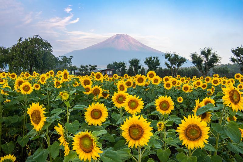 山梨_山中湖花の都公園_遊び・体験_3