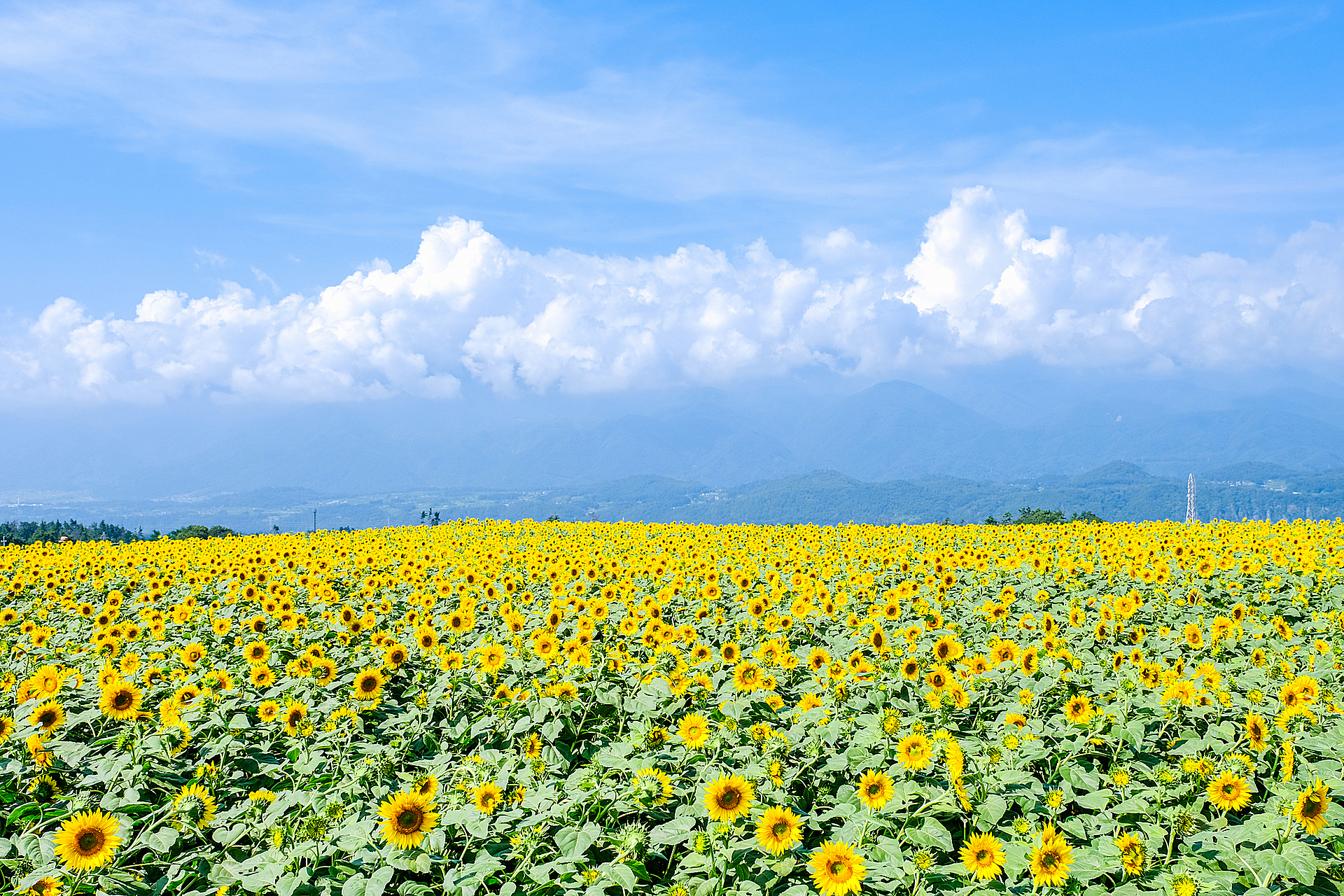 山梨_明野ひまわり畑_遊び・体験_1