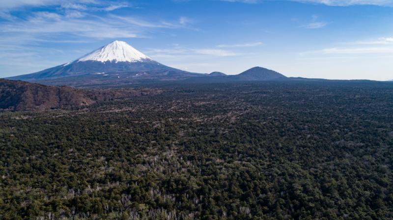 山梨_青木ヶ原樹海_遊び・体験_1