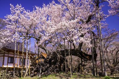 山梨_山高神代桜_遊び・体験_1