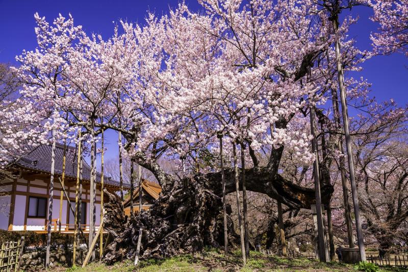 山梨_山高神代桜_遊び・体験_1