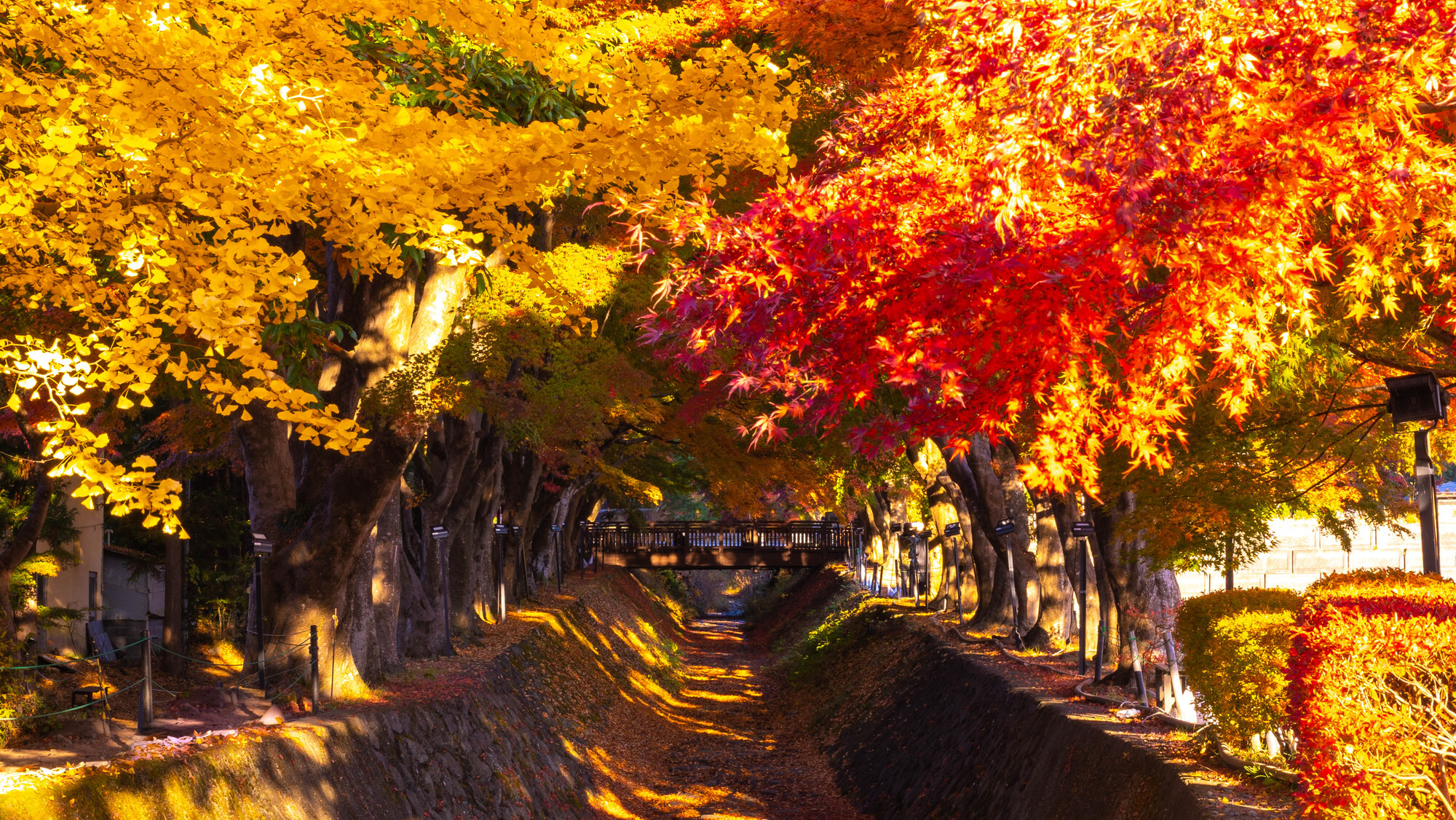 山梨_河口湖もみじ回廊_遊び・体験_1