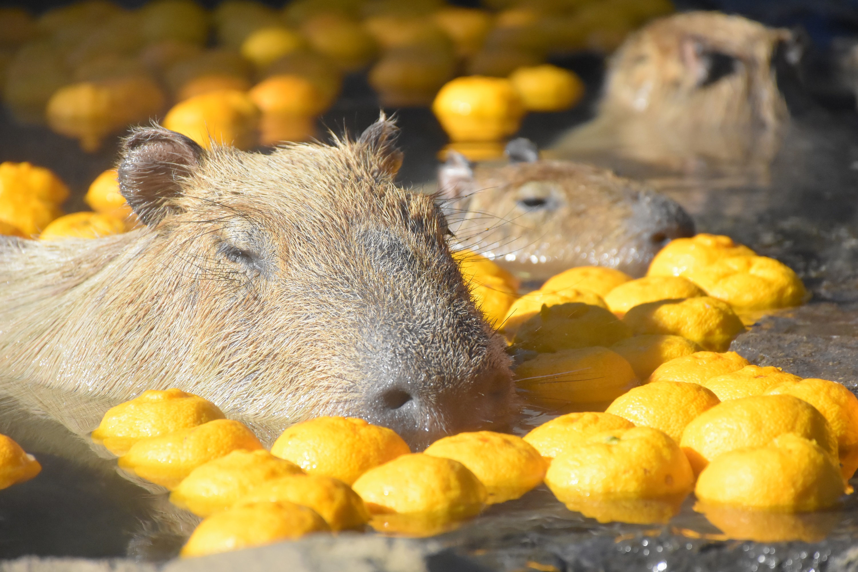 静岡_伊豆シャボテン動物公園_遊び・体験_1