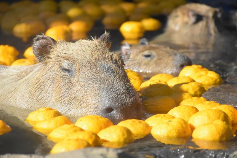 静岡_伊豆シャボテン動物公園_遊び・体験_1