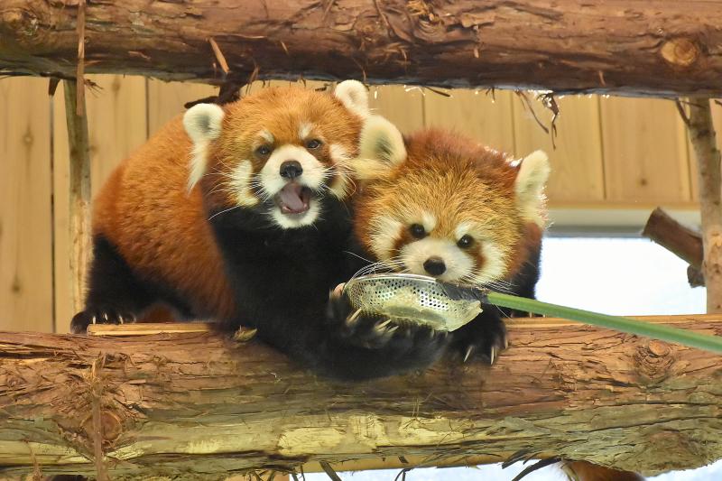 静岡_伊豆シャボテン動物公園_遊び・体験_2