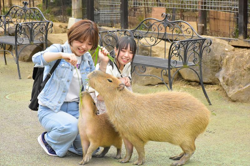 静岡_伊豆シャボテン動物公園_遊び・体験_5