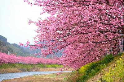 静岡_河津町の河津桜_遊び・体験_1