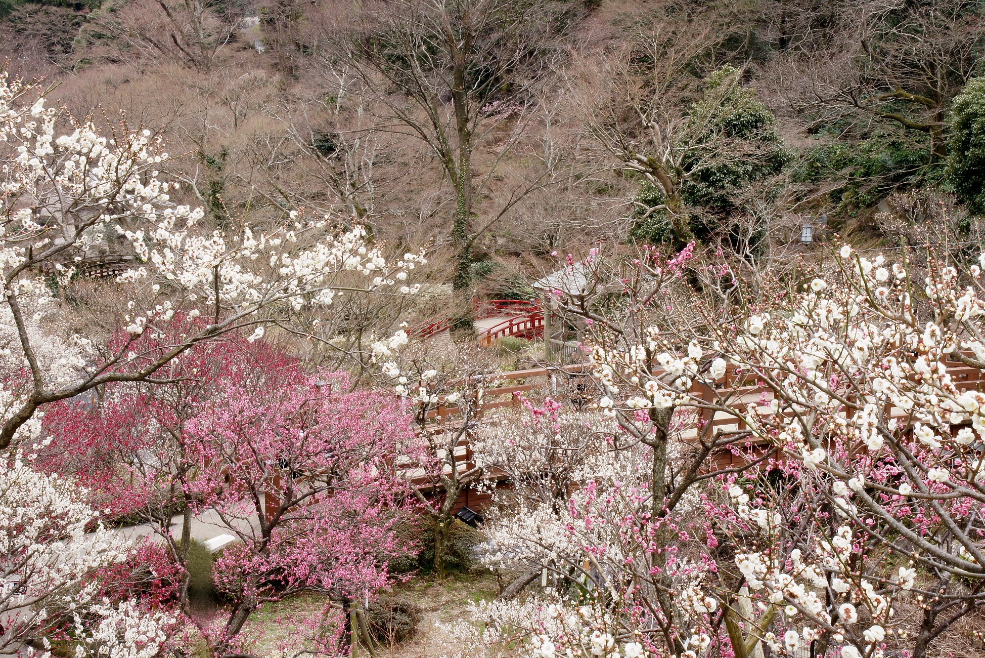 静岡_熱海梅園_遊び・体験_1