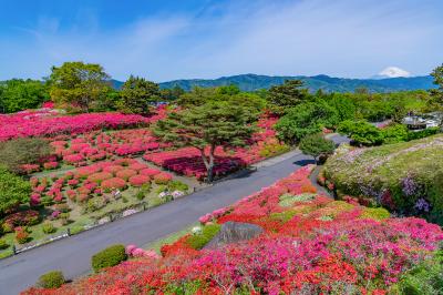 静岡_小室山公園_遊び・体験_1