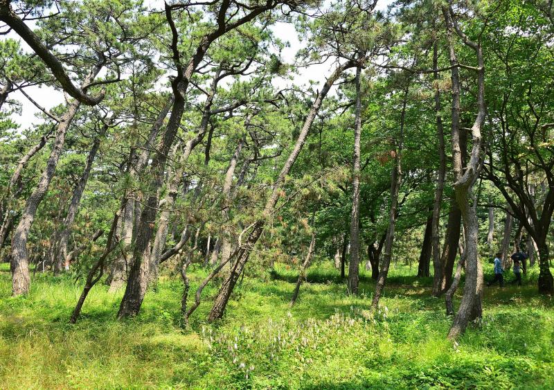 静岡_千本浜公園_遊び・体験_1