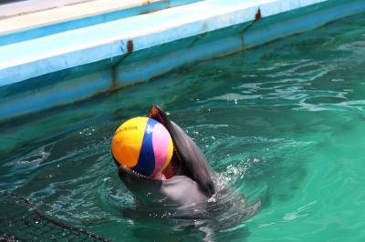 三重_伊勢シーパラダイス（伊勢夫婦岩ふれあい水族館）_遊び・体験_1