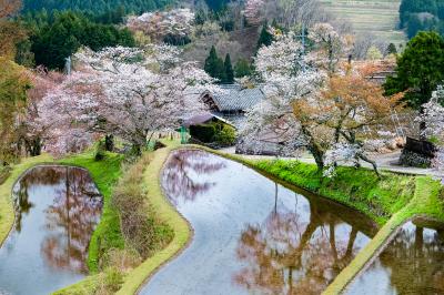 三重県_三多気の桜_遊び・体験_1
