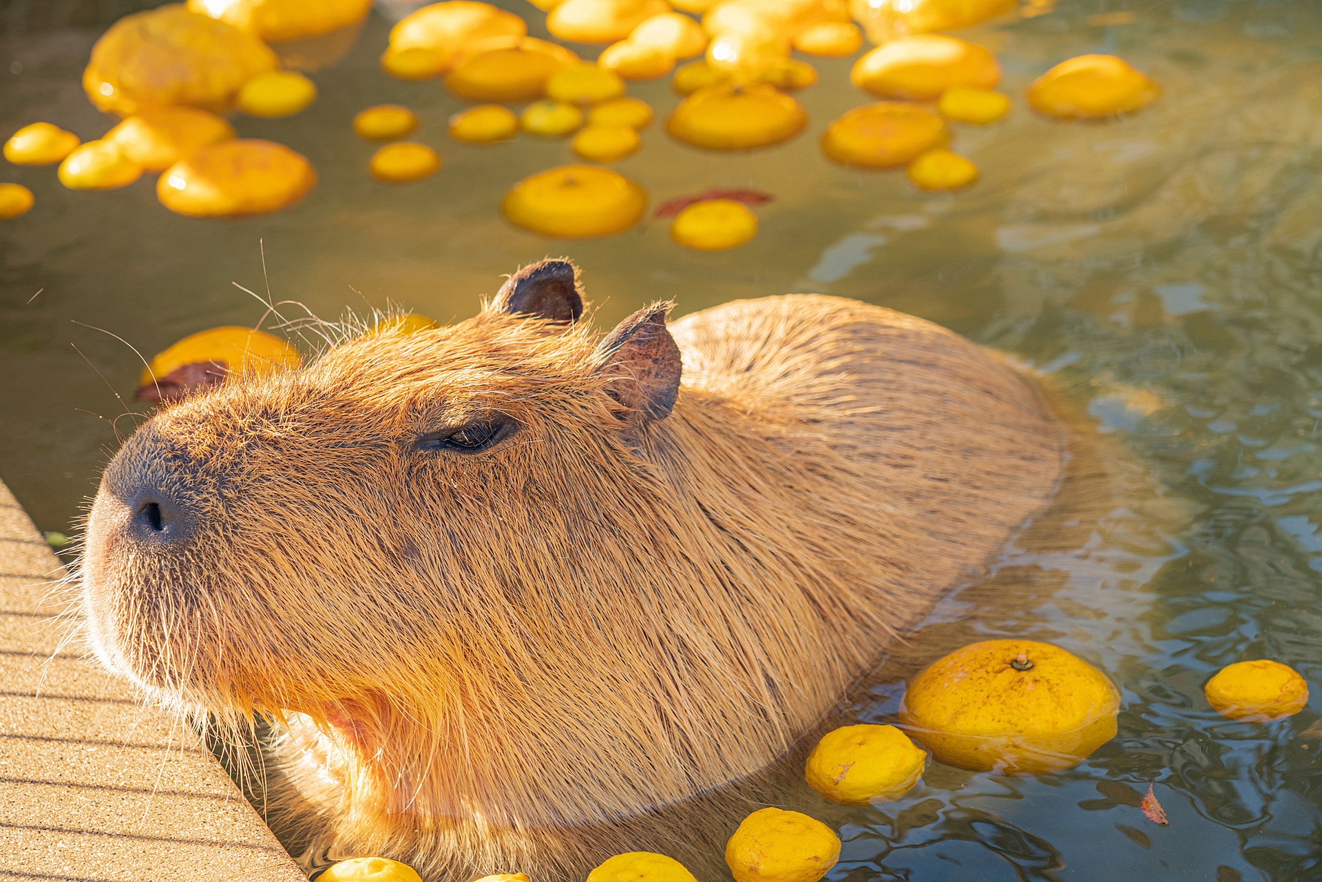 愛知県_豊橋総合動植物公園_遊び・体験_1