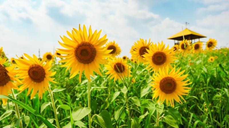 愛知_愛知牧場_遊び・体験_2