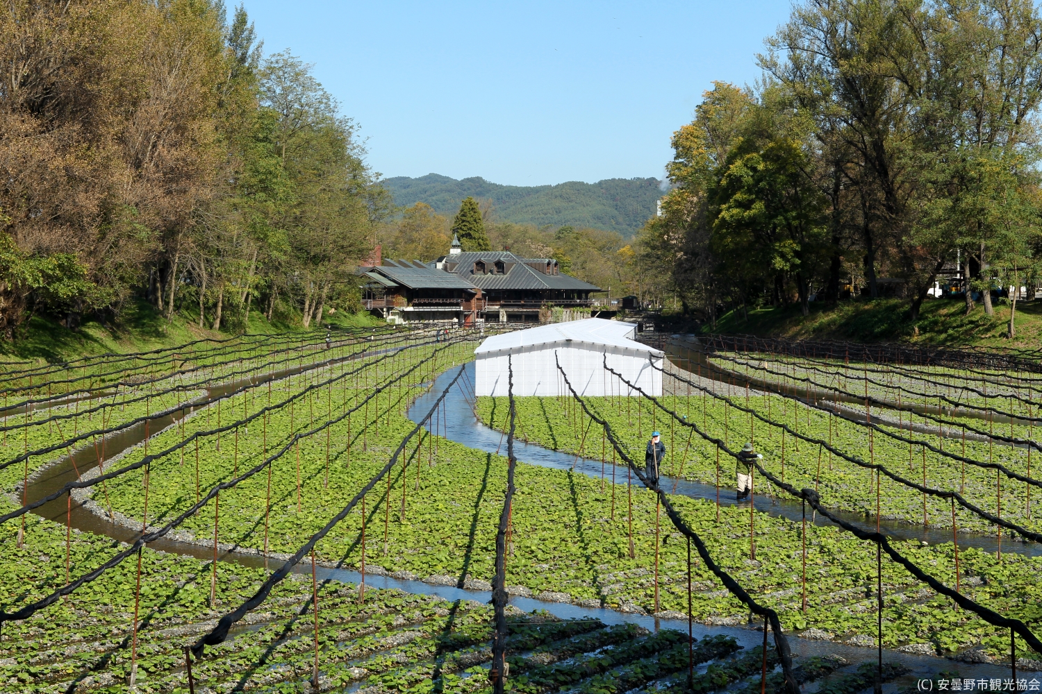 長野_大王わさび農場_遊び・体験_1