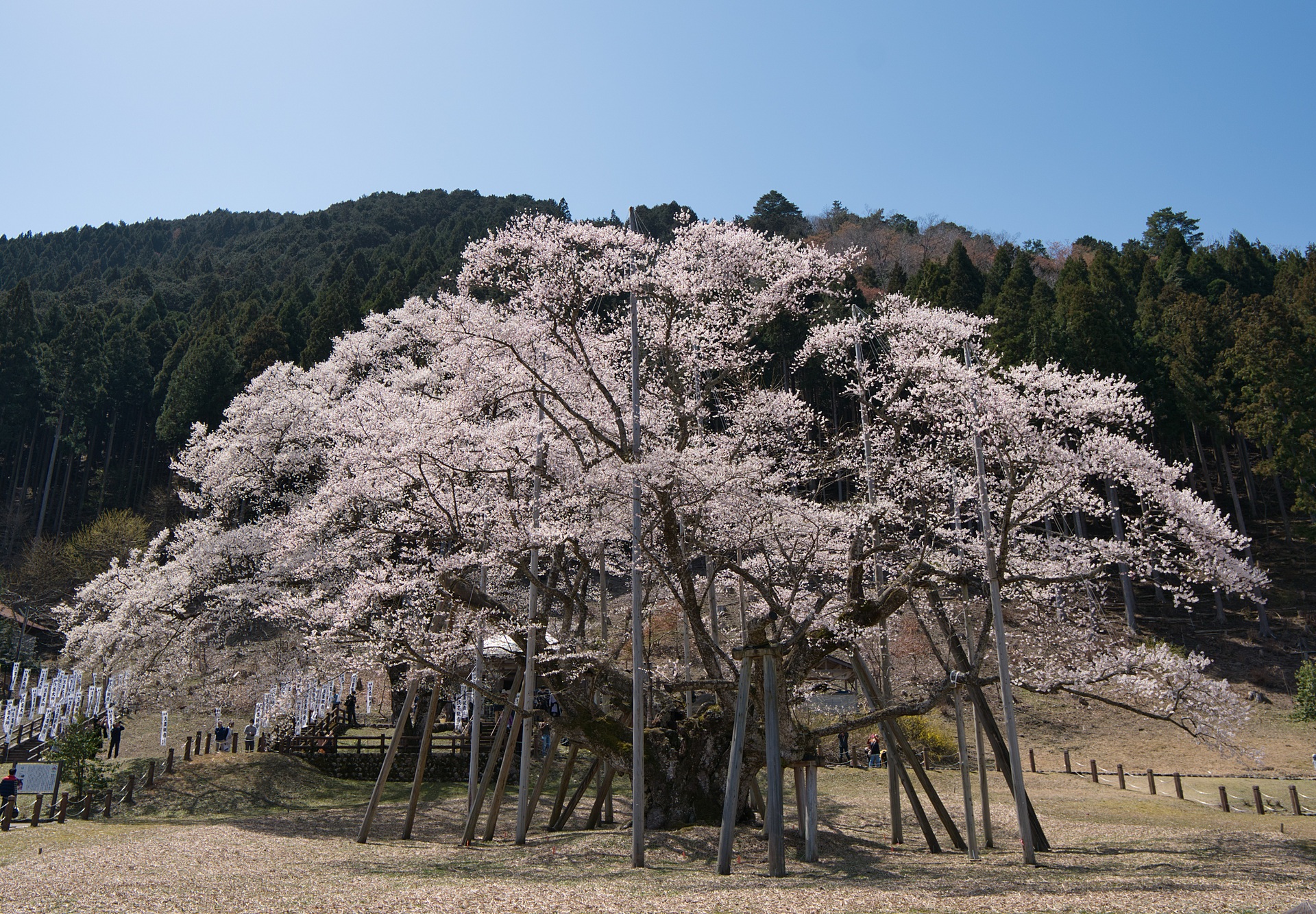 岐阜県_根尾谷淡墨桜_遊び・体験_1