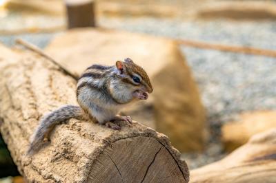 岐阜_リスの森 飛騨山野草自然庭園_遊び・体験_1
