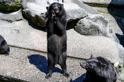 岐阜_奥飛騨クマ牧場_遊び・体験_1