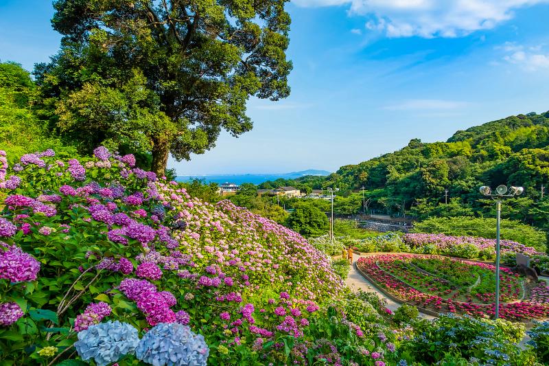 愛知_形原温泉 あじさいの里_遊び・体験_1