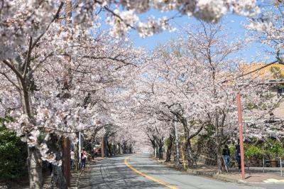 静岡_伊豆高原桜並木_遊び・体験_1