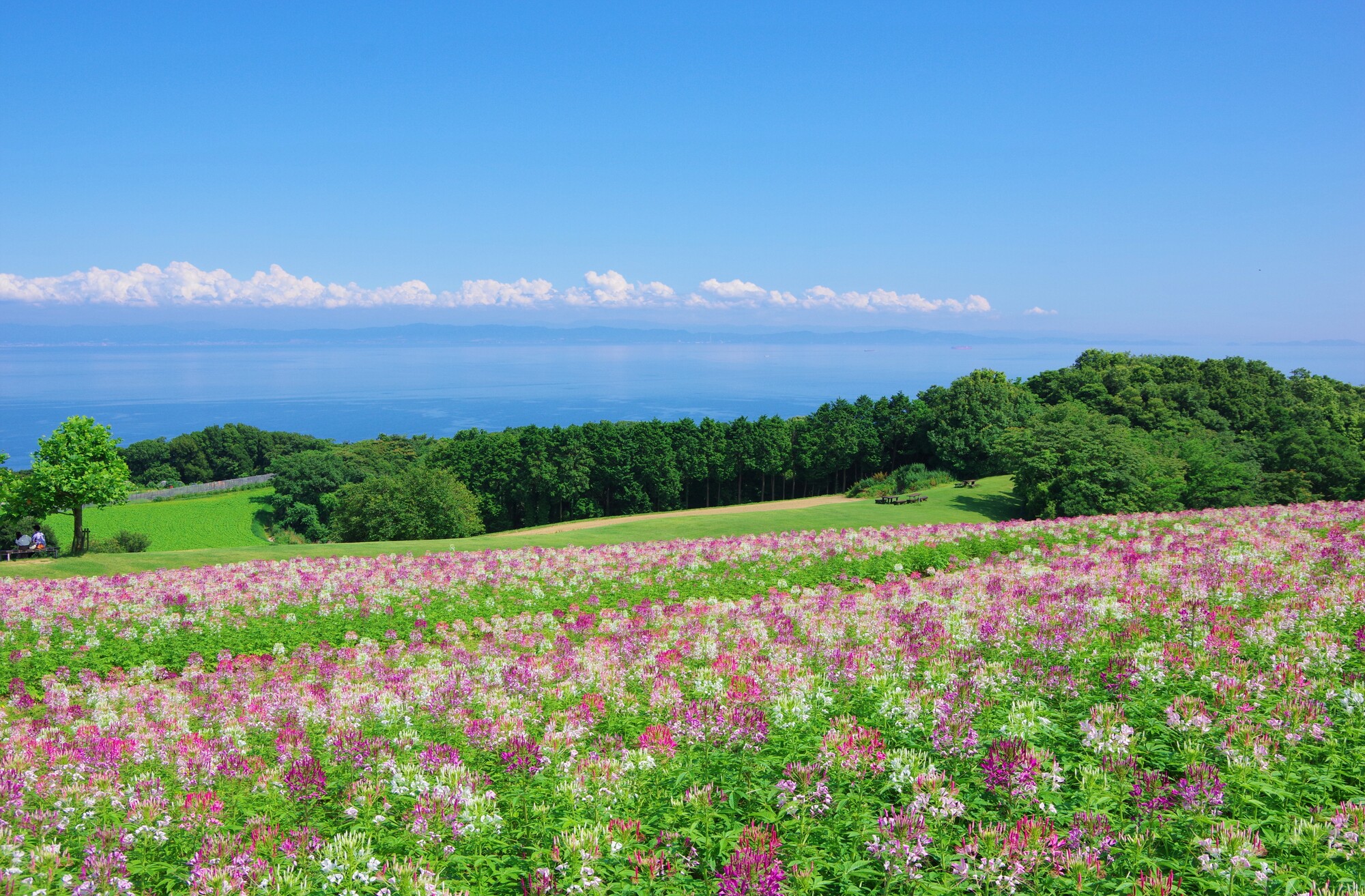 兵庫県_兵庫県立公園あわじ花さじき_遊び・体験_1