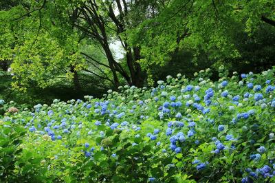 兵庫_神戸市立森林植物園_遊び・体験_1