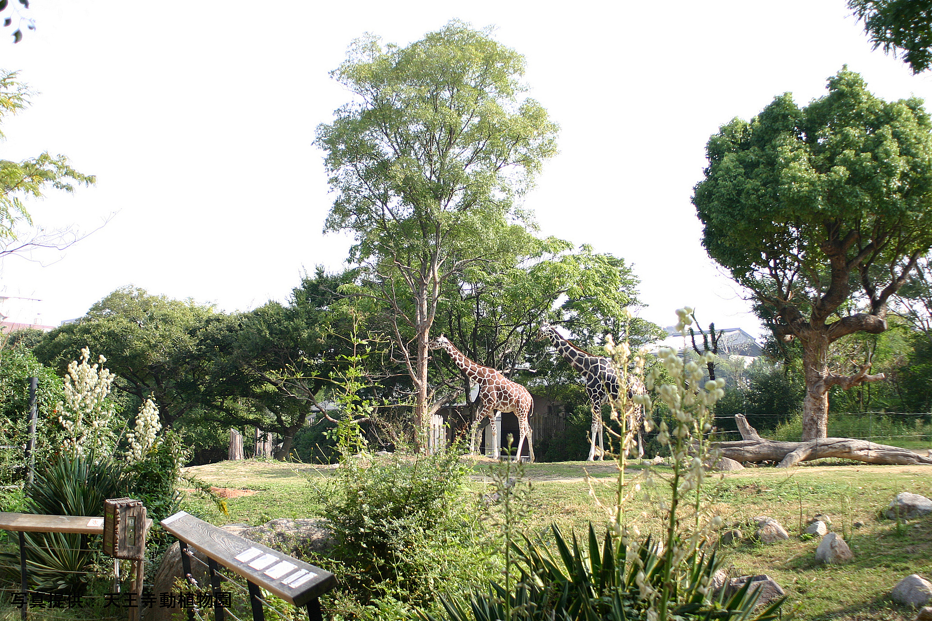 大阪_天王寺動物園_遊び・体験_1