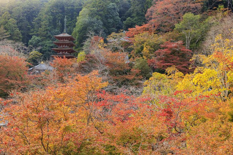 奈良_長谷寺_遊び・体験_2