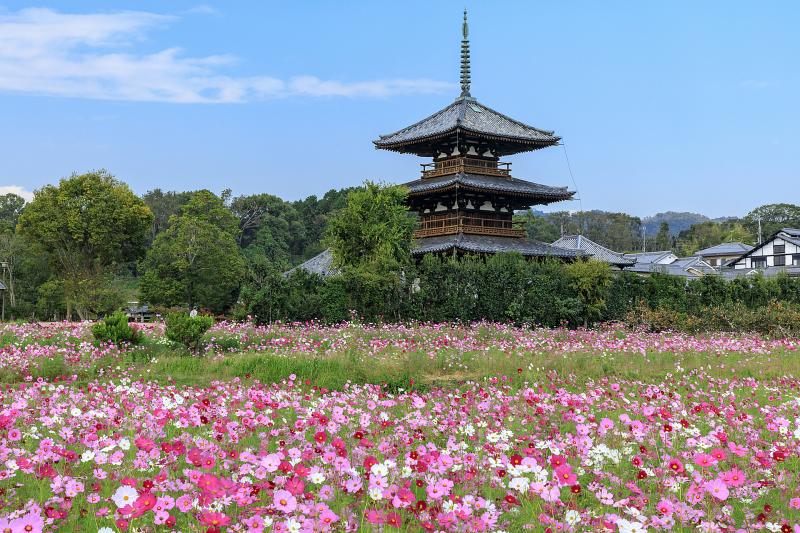 奈良_法起寺_遊び・体験_1