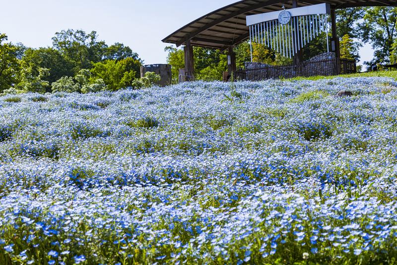 奈良_県営馬見丘陵公園_遊び・体験_1