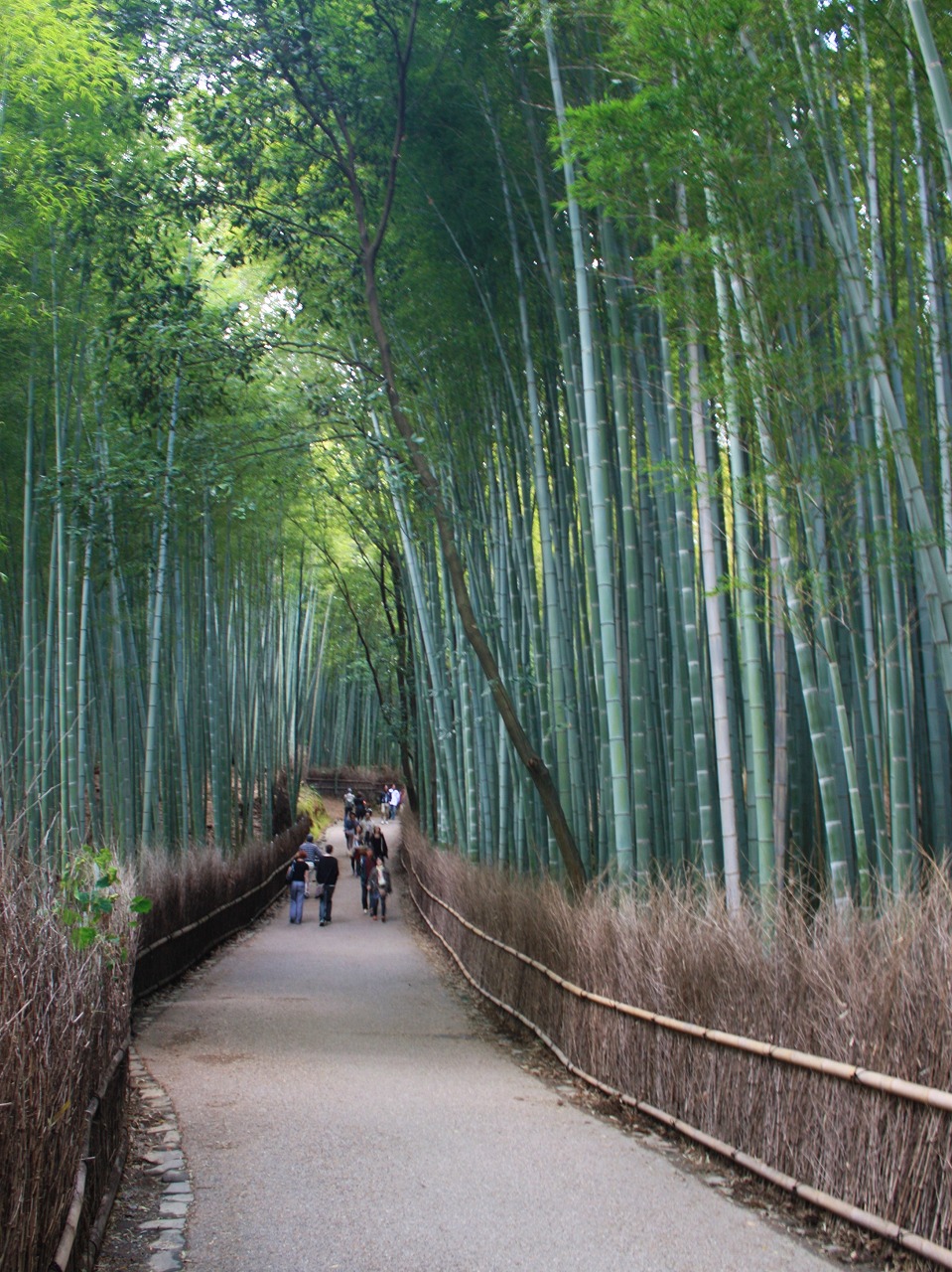 京都_嵯峨野 竹林の道_遊び・体験_1