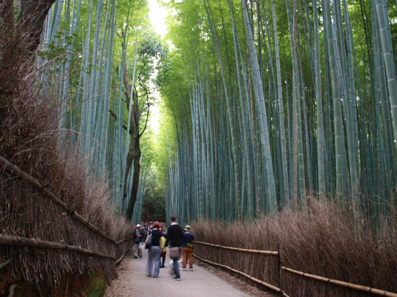 京都_嵯峨野 竹林の道_遊び・体験_2