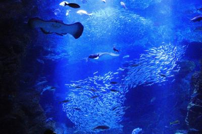京都_京都水族館_遊び・体験_1