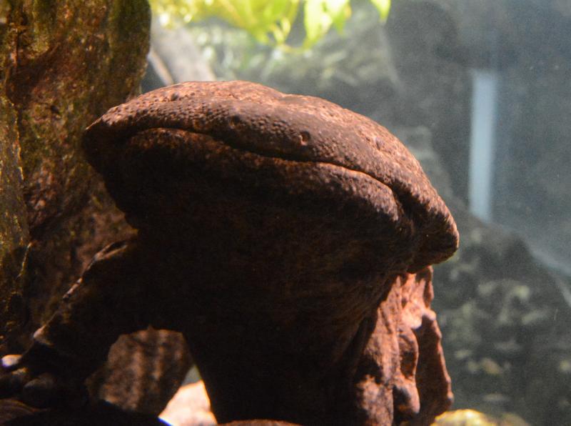 京都_京都水族館_遊び・体験_3