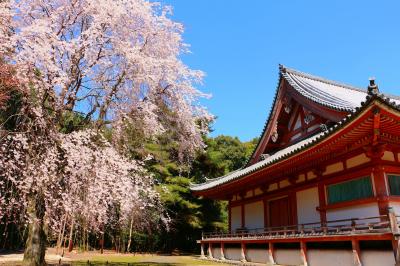 京都_醍醐寺_遊び・体験_1