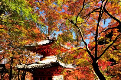 大阪_大威徳寺_遊び・体験_1