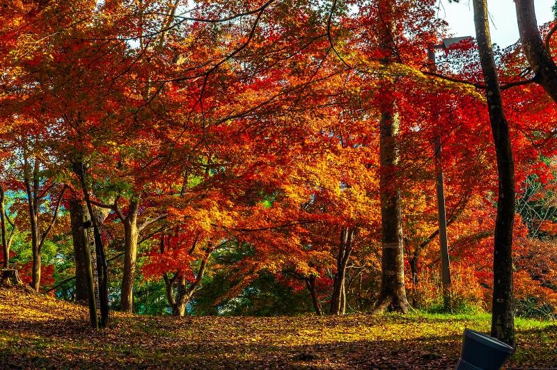 兵庫_最上山公園 もみじ山_遊び・体験_1