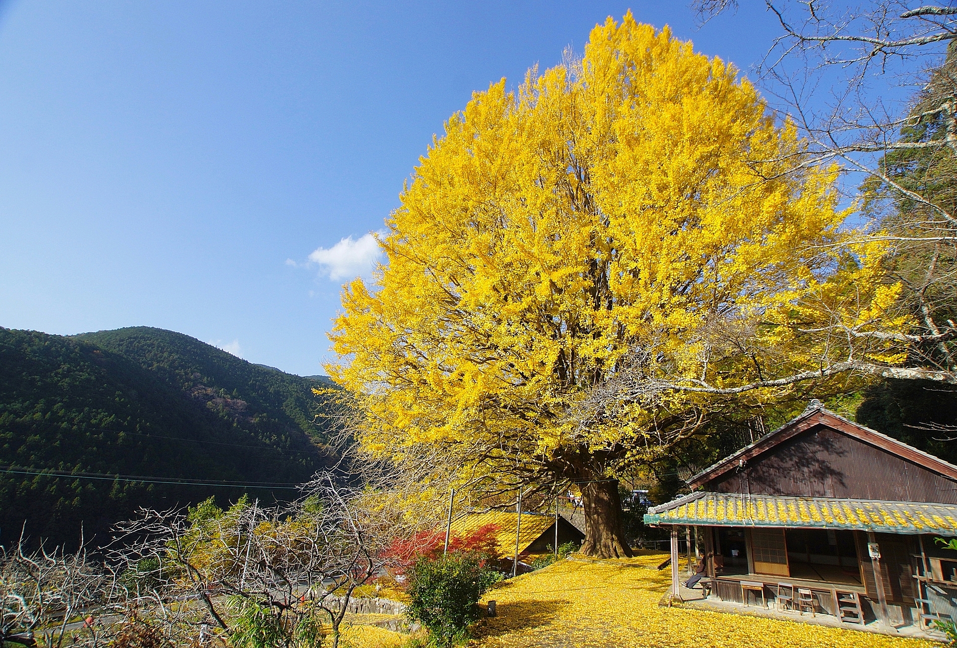 和歌山_宝泉寺_遊び・体験_1