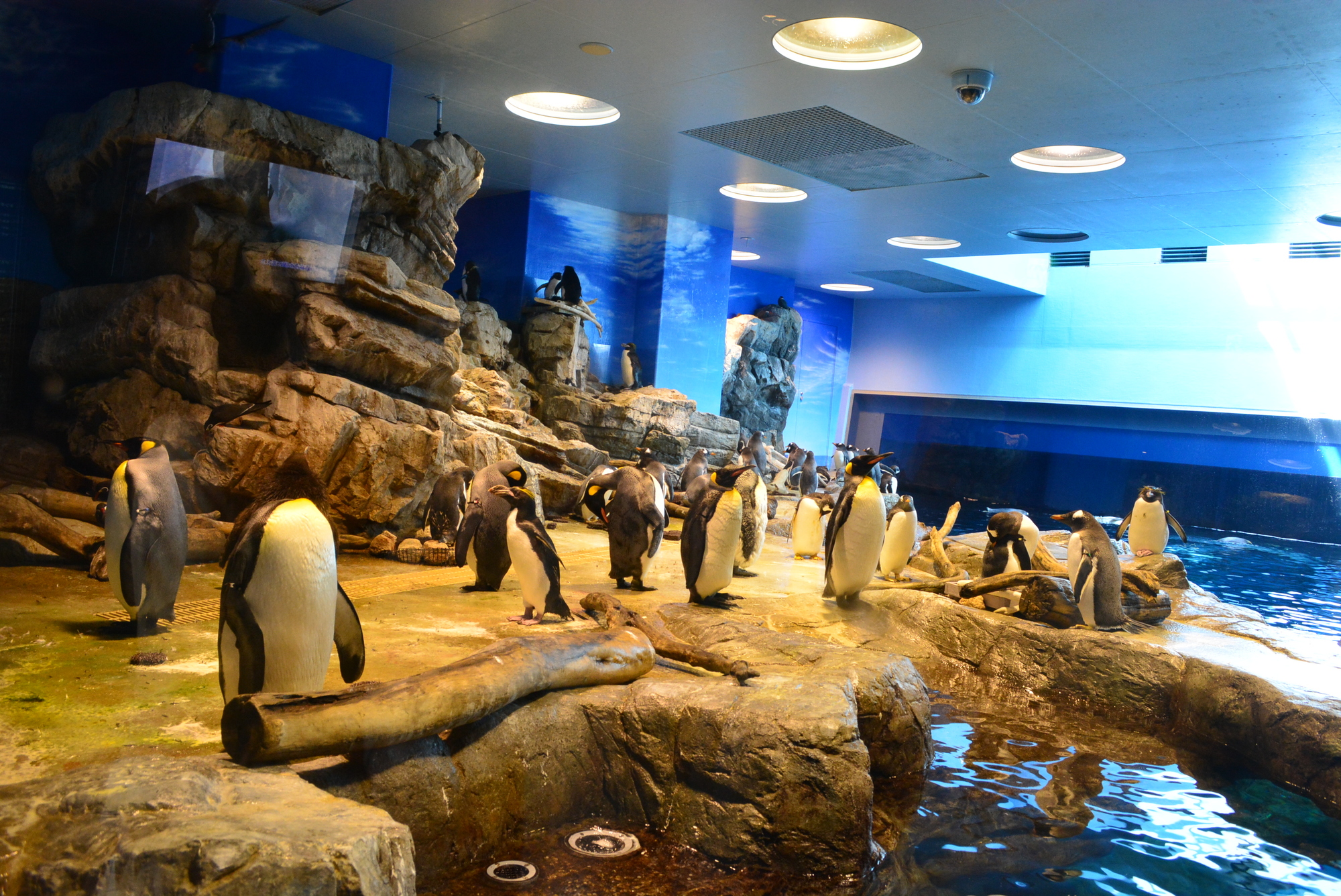 山口_下関市立しものせき水族館 海響館_遊び・体験_1