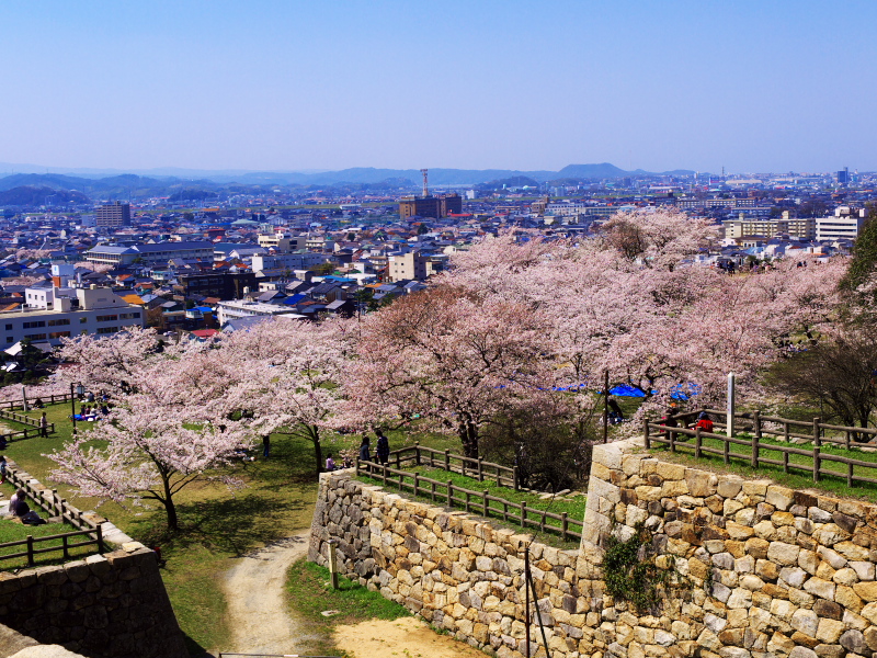 鳥取_鳥取城跡 久松公園_遊び・体験_1