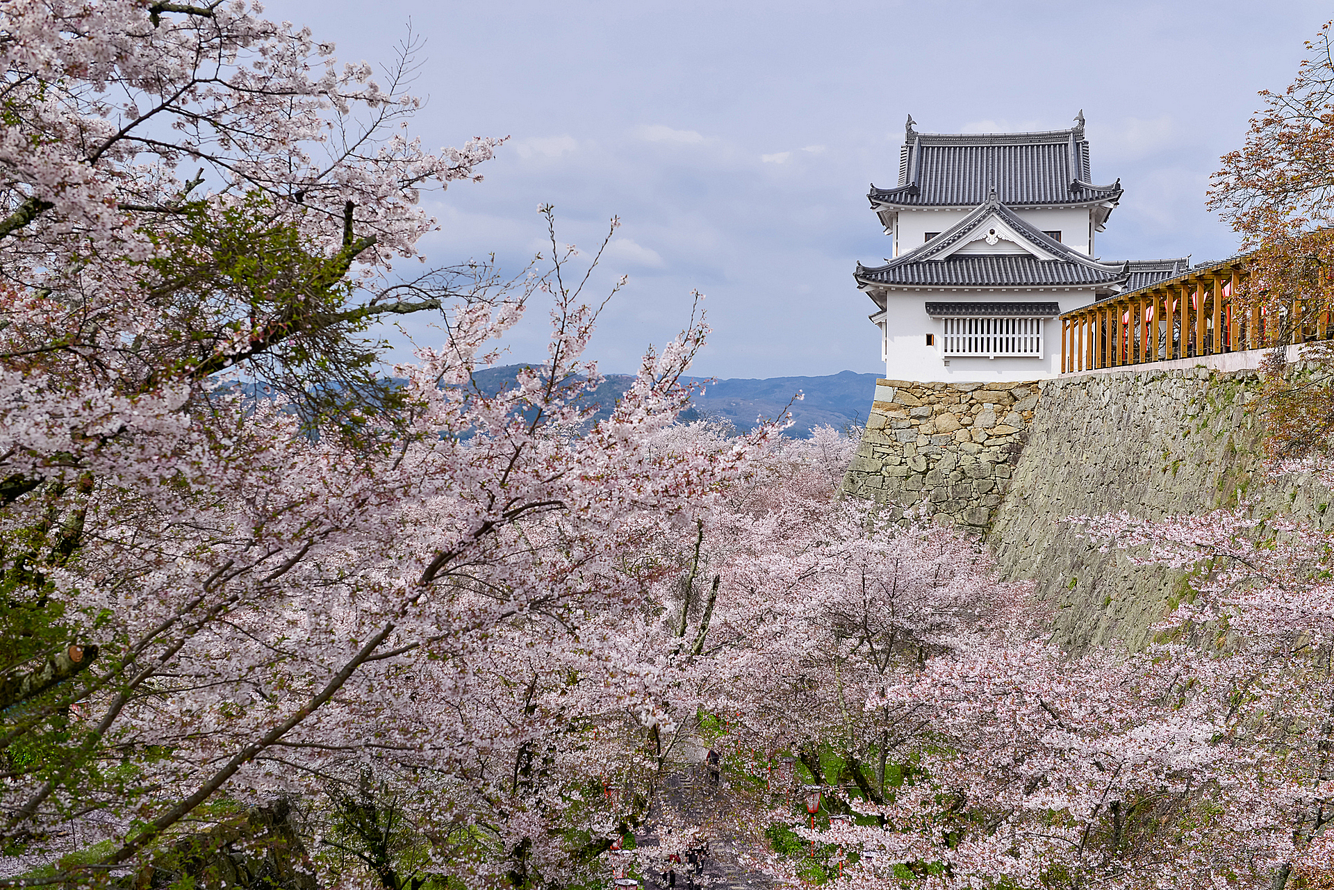 岡山_津山城跡（鶴山公園）_遊び・体験_2