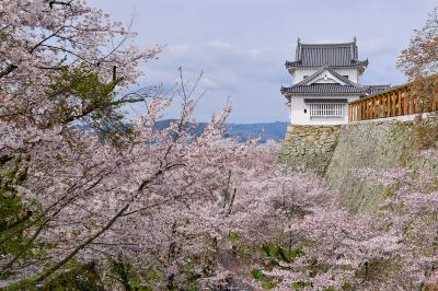 岡山_津山城跡（鶴山公園）_遊び・体験_2