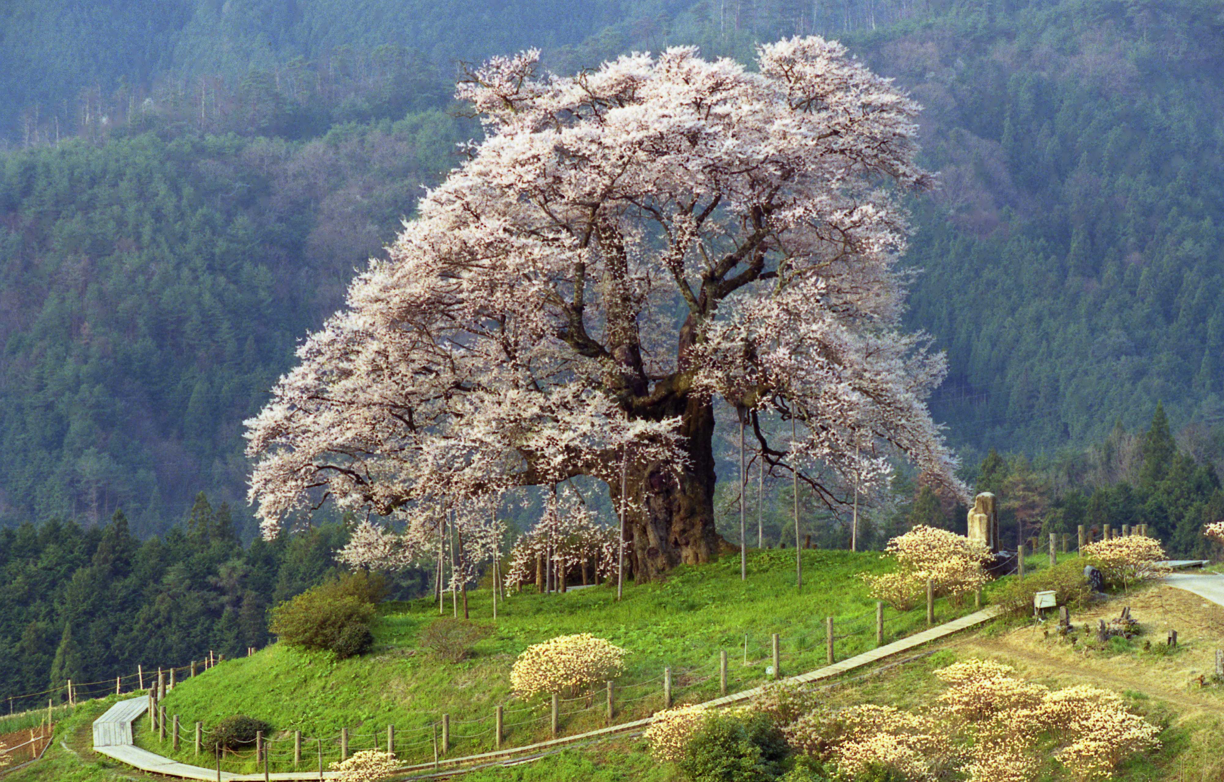 岡山県_醍醐桜_遊び・体験_1