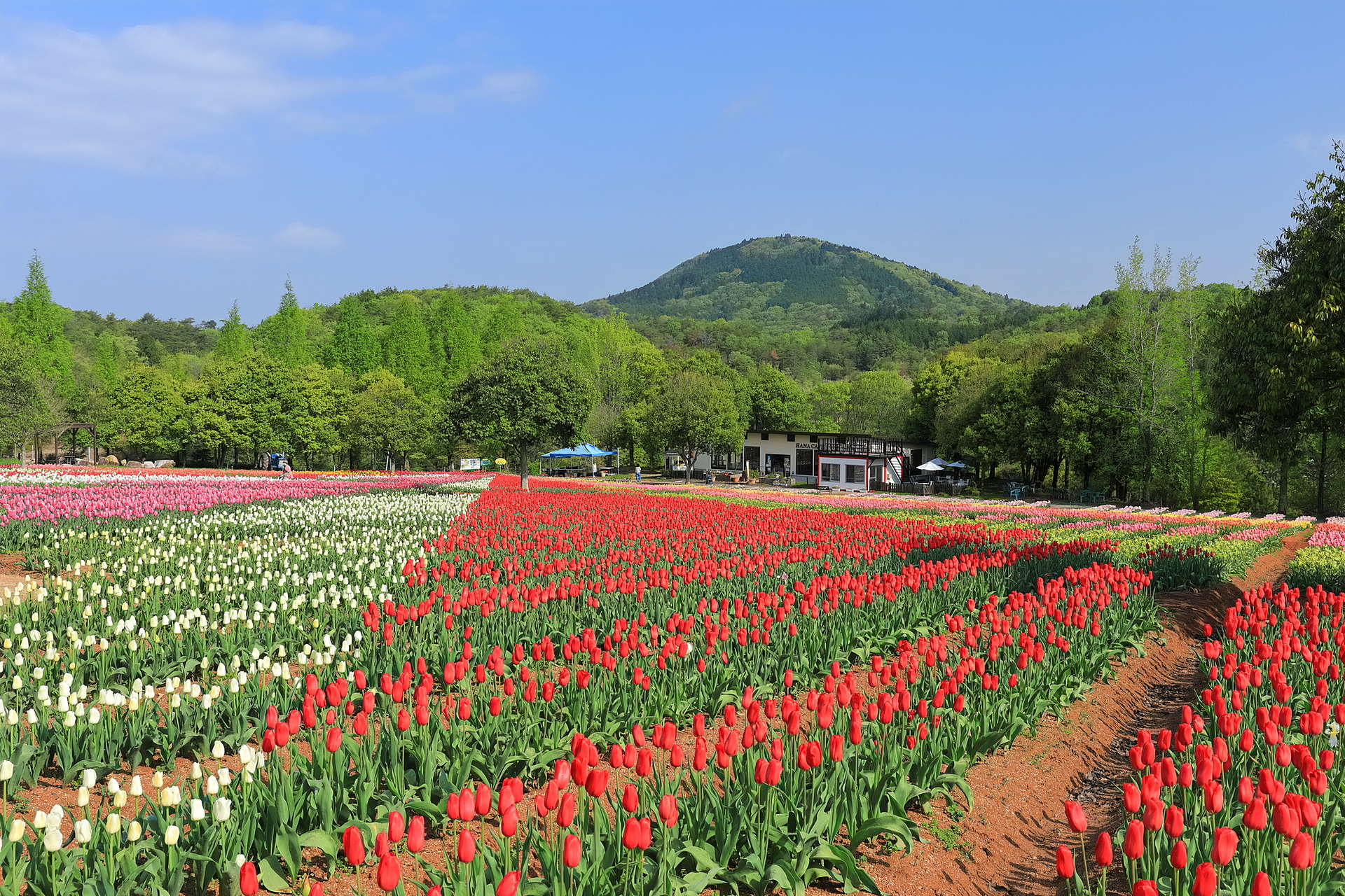 広島県_せら高原_遊び・体験_1