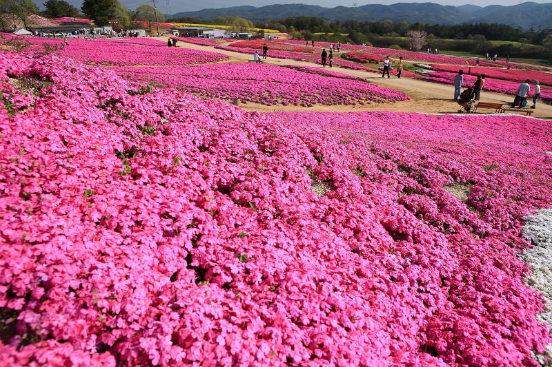 Flower Village 花夢の里 観光 アクセス 営業時間 基本情報ガイド 広島県 庄原 帝釈峡 神石高原 トラベルコ