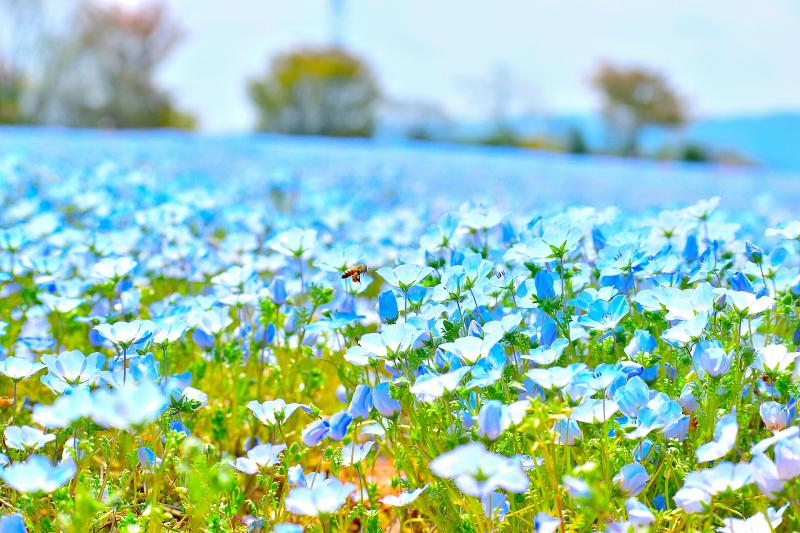 Flower Village 花夢の里 観光 アクセス 営業時間 基本情報ガイド 広島県 庄原 帝釈峡 神石高原 トラベルコ