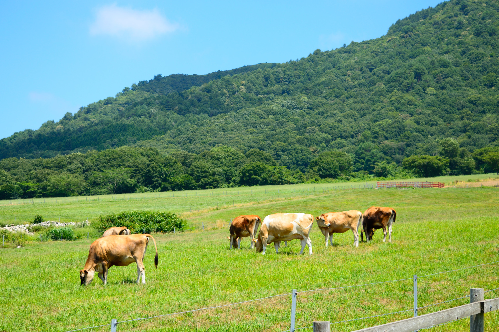 岡山県_蒜山高原_遊び・体験_1