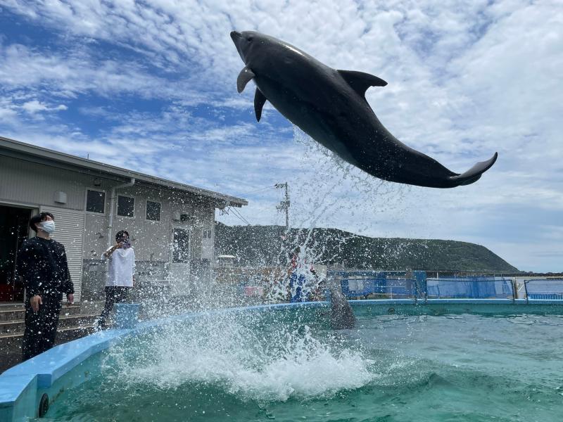 高知県_室戸ドルフィンセンター_遊び・体験_3