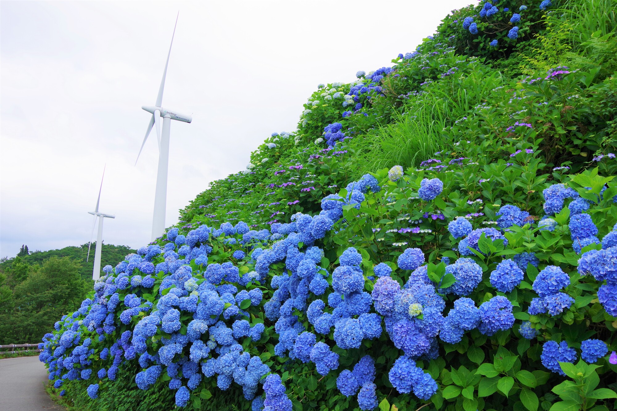 徳島_大川原高原_遊び・体験_1