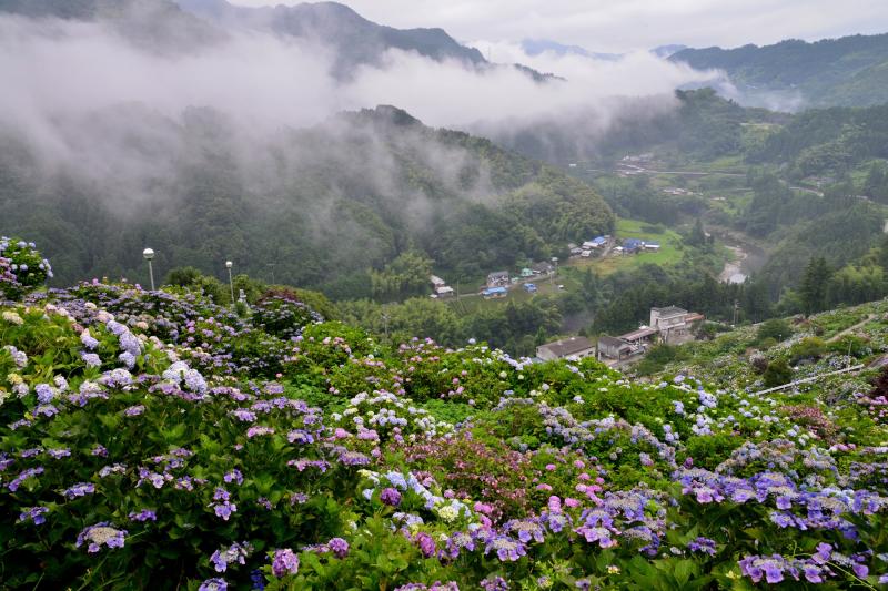愛媛_新宮あじさいの里_遊び・体験_2